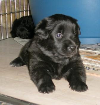  Jatoba black Regina of Vanessa